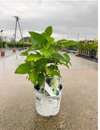 Hortensja drzewiasta 'Strong Annabelle'