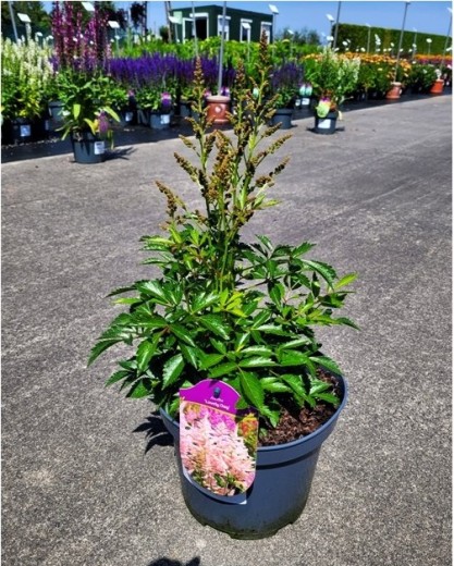 Astilbe 'Lovely Day'