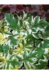Akanthus 'Whitewater'