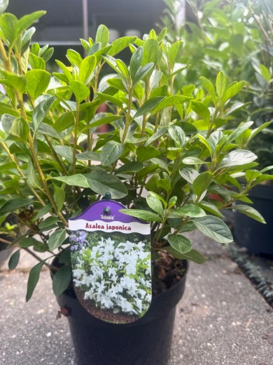 Azalia japońska 'Adonis'