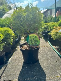 Tuja zachodnia 'Mirjam'